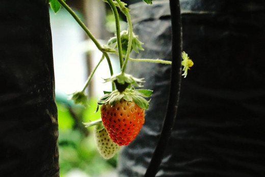 Growing strawberry in a poly bag. It's also ideal for gardening in limited space, particularly for plants with short, fiber roots like strawberry, tomatoes, cucumber, sweet chili, etc.