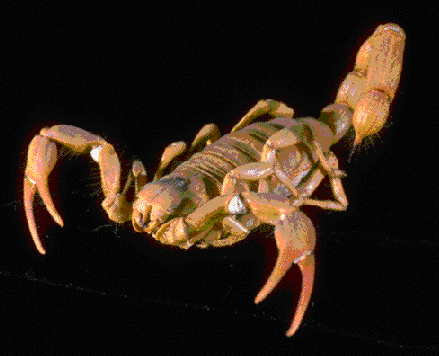 Scorpius- the Great Scorpion