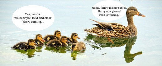 Mallard ducklings following their mom. 