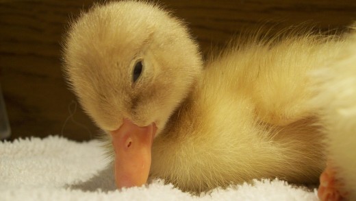 Baby duck.