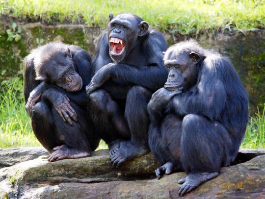 The three Wise Monkey-SEE no evil, SPEAK no evil, HEAR no evil