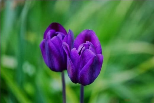 Violets are Blue?-Famous Dutch Tulips