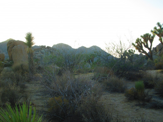Each day these small Joshua trees are growing taller. A hundred years from now they will be massive and stately trees.