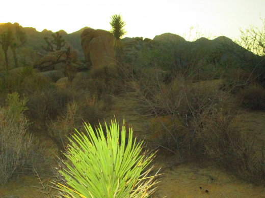 The top of the Joshua tree looks like neon green in the foreground.