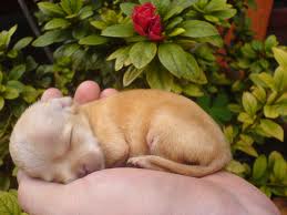 Chihuahua puppy
