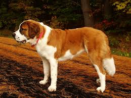 St Bernard