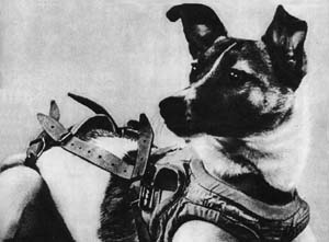 Space Dog Laika