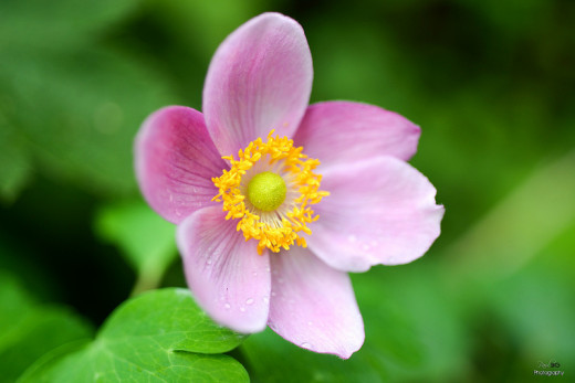 Attractive Floral Design-Nature's Beauty