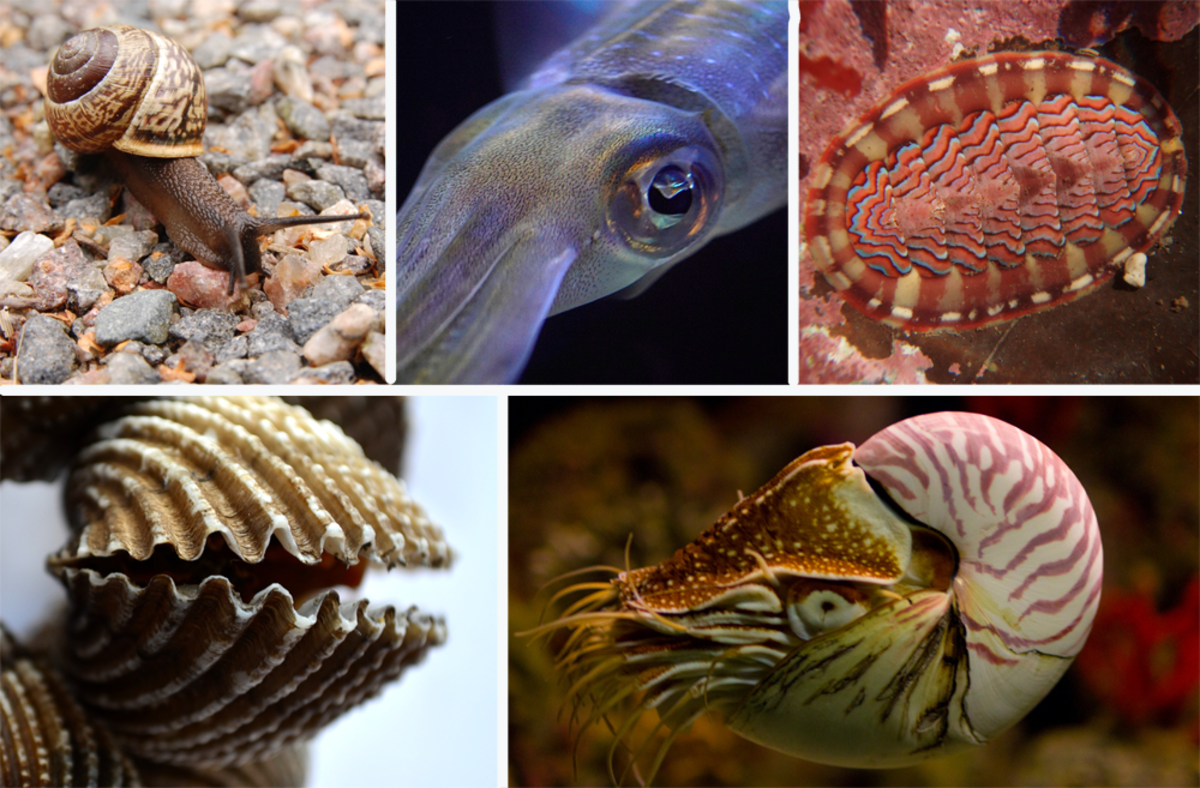 Types of Mollusk: Snails Bivalves Squid and More Owlcation