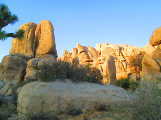 The Joshua tree branches and green leaves in the foreground. Boulders are behind this tree.