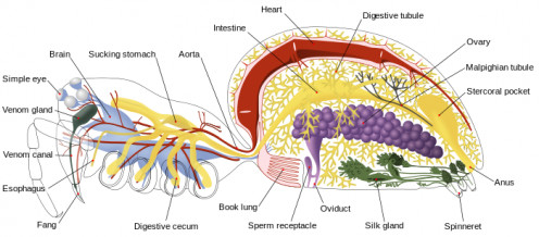 Spiders Internal Anatomy