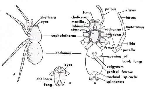 External Anatomy of Spiders