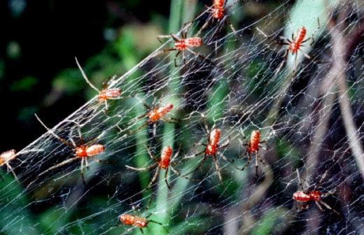 Spiderlings in a Colony