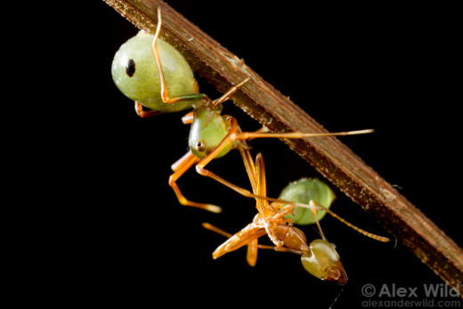  Male Amyciaea  Performing a Courtship Dance