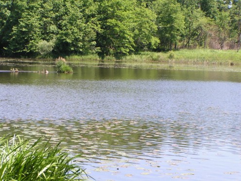 Nature Reserve in Mongo, Indiana