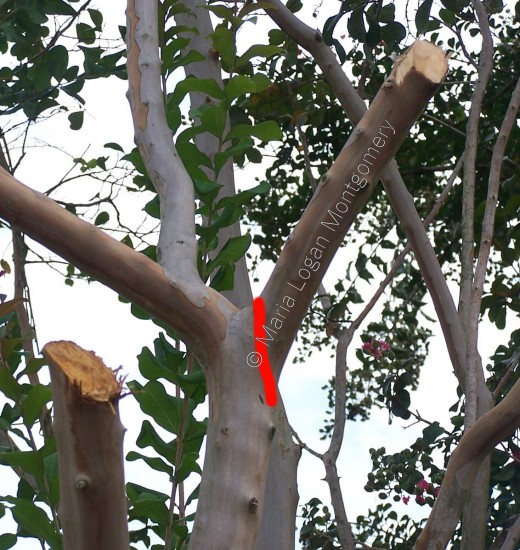 Proper Pruning of Crepe Myrtles hubpages