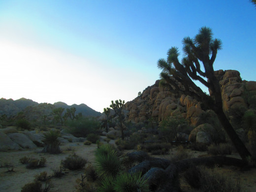 The Joshua tree is pointing out that night is coming to the land.
