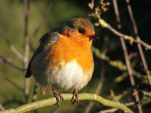 how to stop birds attacking window glass dengarden how to stop birds attacking window glass dengarden