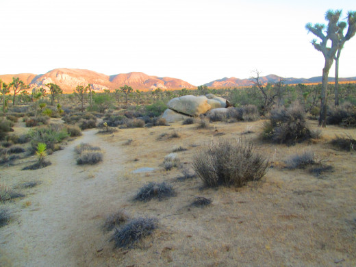 Walking on the trail with Joshua trees on both sides.