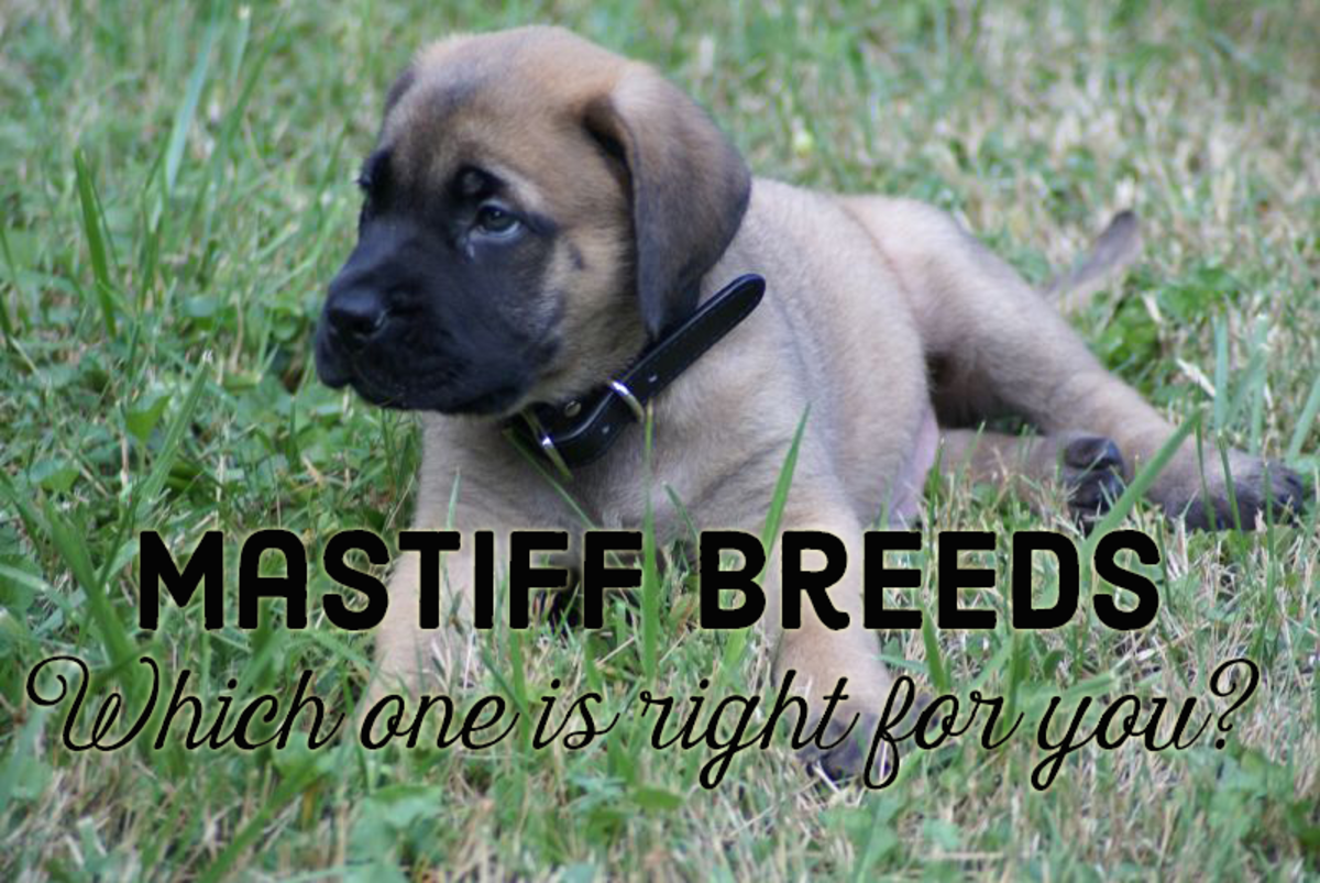 What Are The Different Types Of Mastiff Breeds And Which Is Best