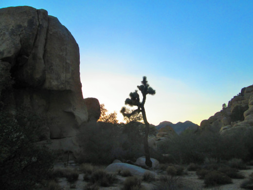 The Joshua tree as a comparison to how tall Zombie Woof Rock.