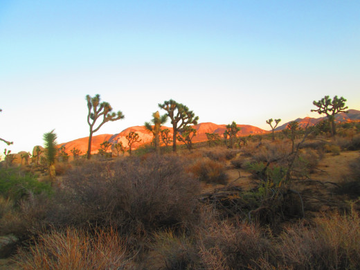 Joshua trees and chaparral grow through the park.
