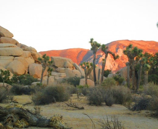 The Joshua trees next to the boulders with the red tinged mountains in the distance.