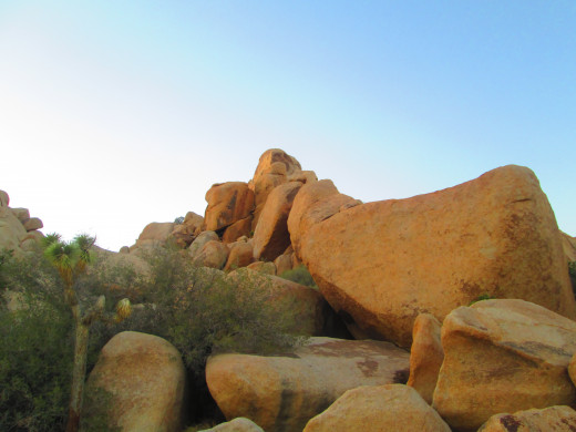The large boulders next to a baby Joshua tree.