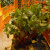 Fresh veggies planted and featured atGerman Pavilion Fresh veggies planted and featured atGerman Pavilion