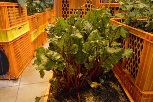 Fresh veggies planted and featured atGerman Pavilion