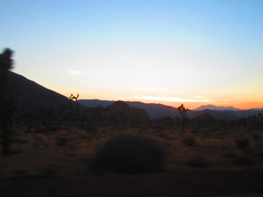 The view from the car of Joshua trees at sunet.