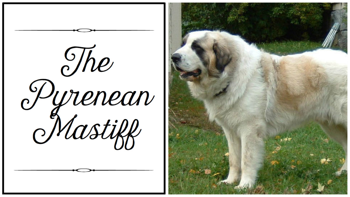 Are there different types of mastiff dog breeds?