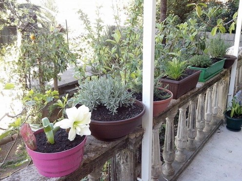 Herbal plants in pots