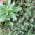 Two types of stonecrop ground covers expand together (l to r): "Sedum kamtschaticum" & "Sedum rupestrie" (Latin names).