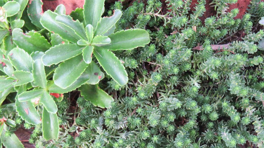 Two types of stonecrop ground covers expand together (l to r): "Sedum kamtschaticum" & "Sedum rupestrie" (Latin names).