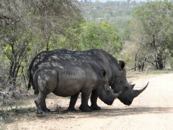 Kruger National Park -a Visit in Spring 2015