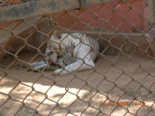 White Tiger, Vizag Zoo