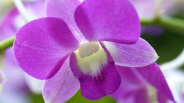 National Orchid Garden