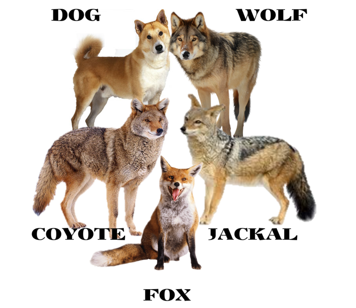 Wolf Species Size Chart