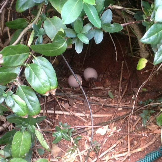 A nest containing cackleberries