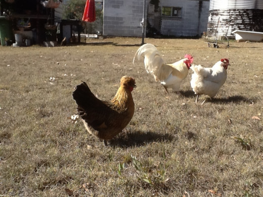A few of the poultry