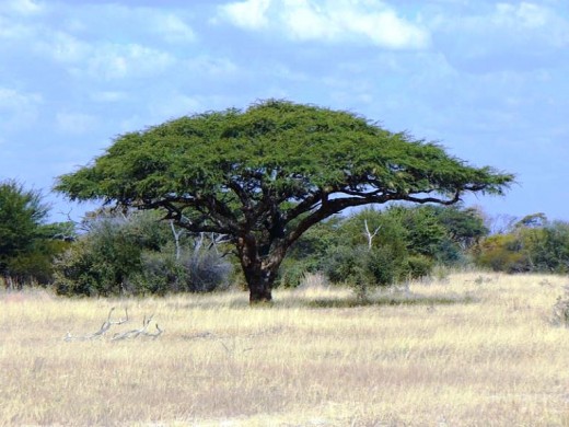 Camel Thorn Tree (Acacia erioloba)
