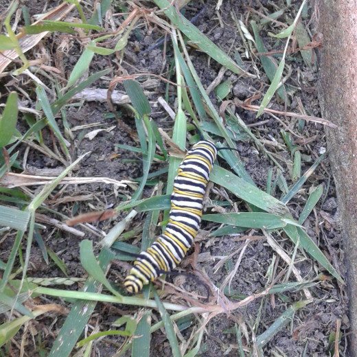 Monarch Butterfly Caterpillar on San Diego Backyard Grass