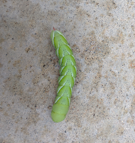 Arthur the Smug, Overly Protected, Poop Factory Tobacco Hornworm Larva