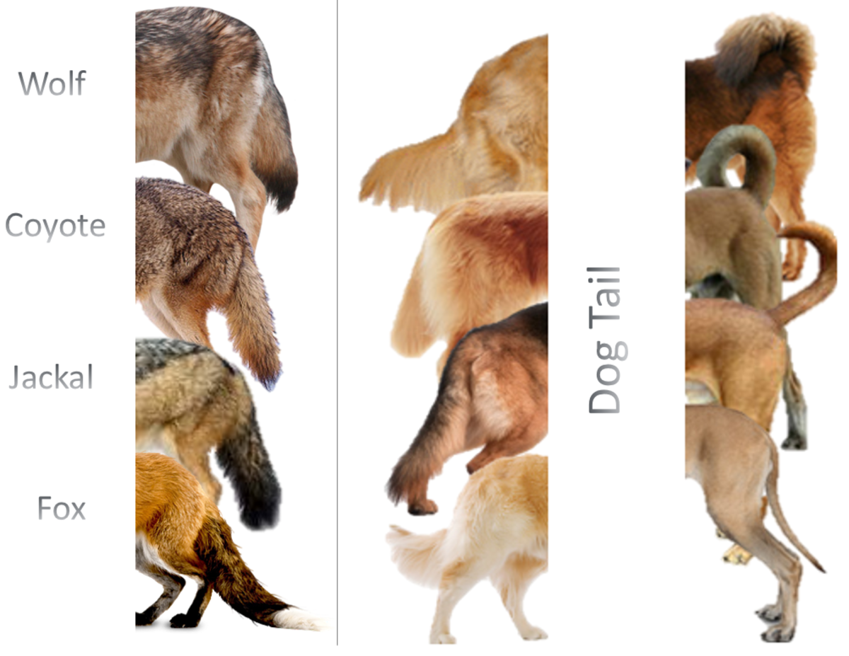 Coyote Vs Fox / Picture Of A Fox And A Coyote - PictureMeta