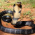 King Cobra taking it easy