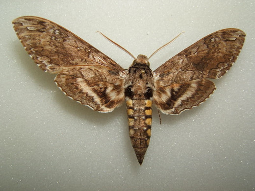 Tobacco Hornworm Moth - Male