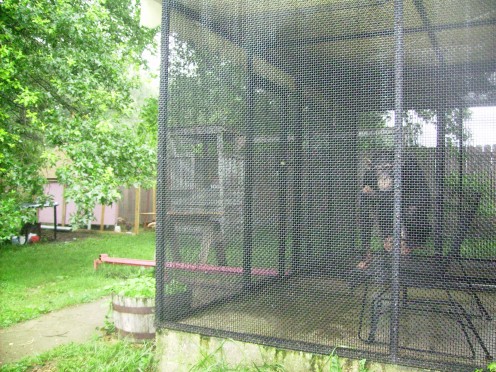 View of chicken coop in relation to Bow's external pen