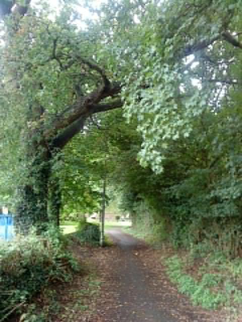 An old track, now designated as a cycleway