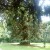 A Giant Sequoia - a collection of large trees from around the world are all that remains of the manor at Sishes A Giant Sequoia - a collection of large trees from around the world are all that remains of the manor at Sishes